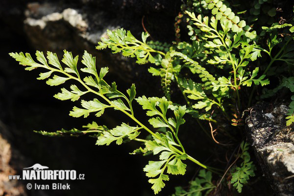 Serpentine Spleenwort (Asplenium cuneifolium)