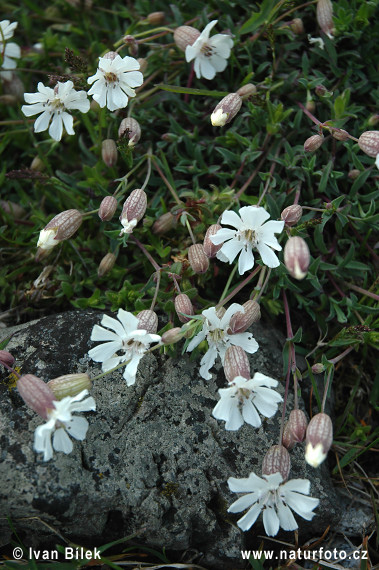 Silene uniflora