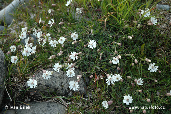 Silene uniflora