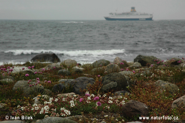 Silène maritime