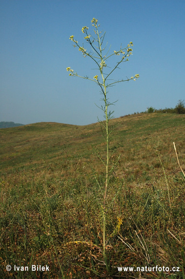 Sisymbrium altissimum