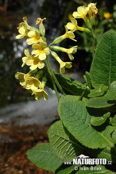 Slanke sleutelbloem