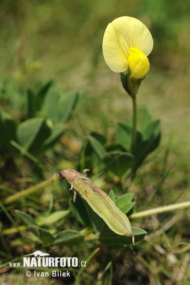 Smiljkita rumenocvetna