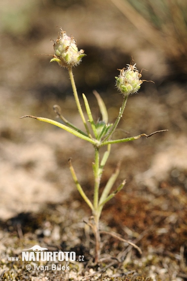 Smiltyninis gyslotis