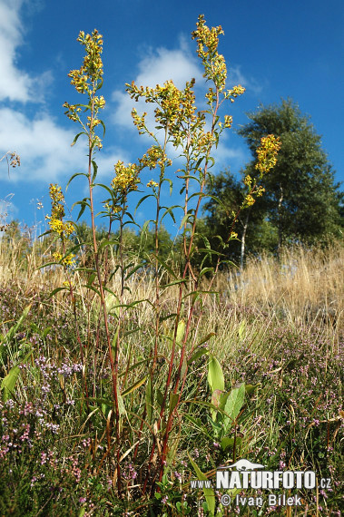 Solidago virgaurea L. subsp. virgaurea