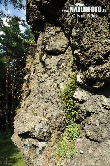 spleinum fallax Heufler Dörfler S