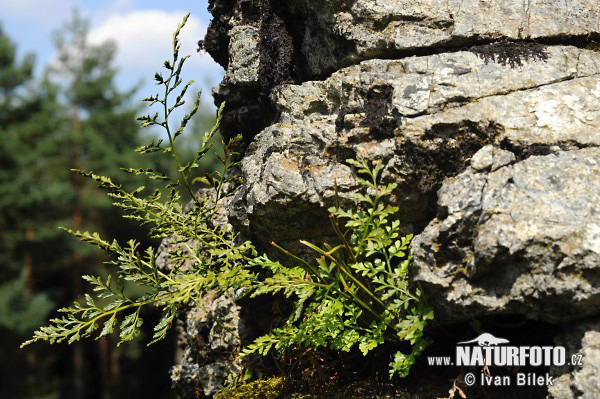 splenium adiantum-nigrum subsp. cuneifolium Viv. Asch. S