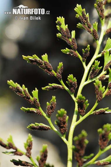 splenium adiantum-nigrum subsp. cuneifolium Viv. Asch. S