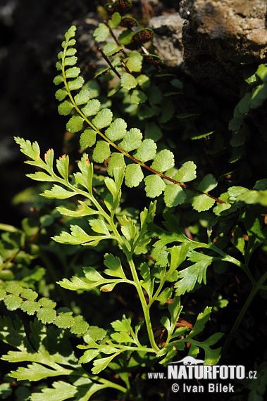 splenium adiantum-nigrum subsp. cuneifolium Viv. Asch. S