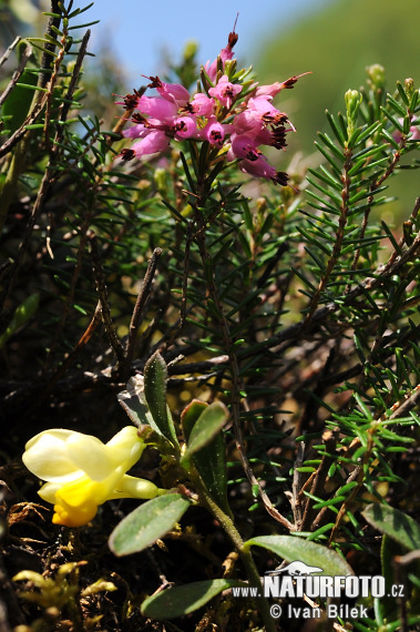 Spring Heath (Erica carnea)