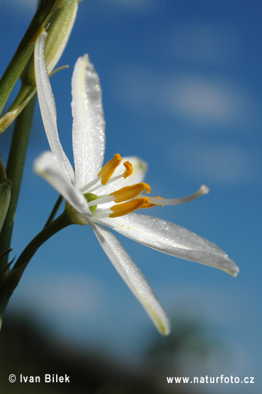 St. Bernard Lily (Anthericum liliago)