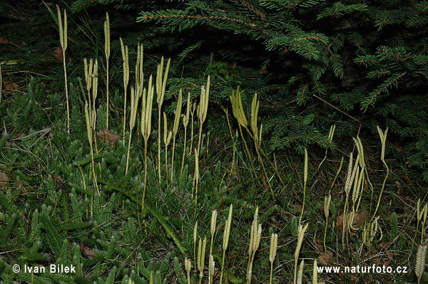 Stagshorn Clubmoss (Lycopodium clavatum)