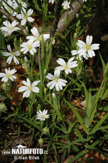 Stellaire holostée