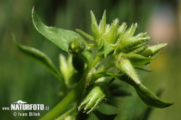 Stellaria pallida