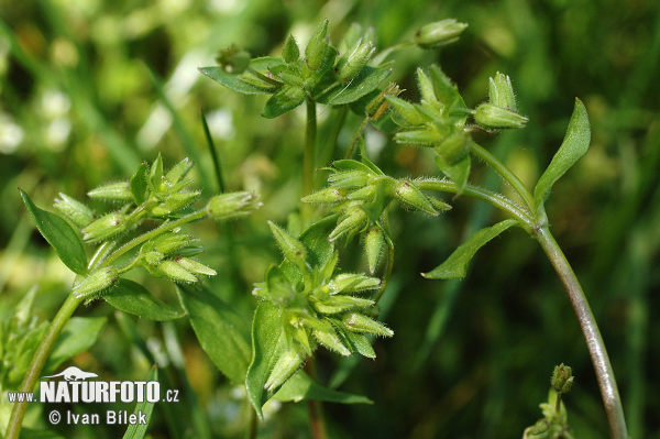 Stellaria pallida