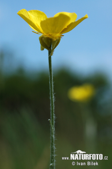 Steppe-Ranunkel