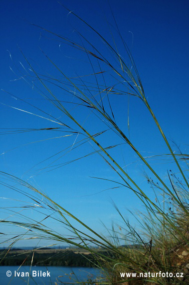 Stipa capillata