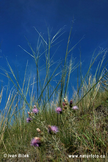 Stipa capillata