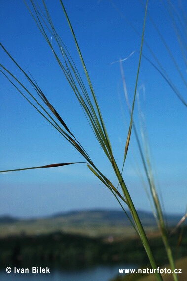 Stipa capillata