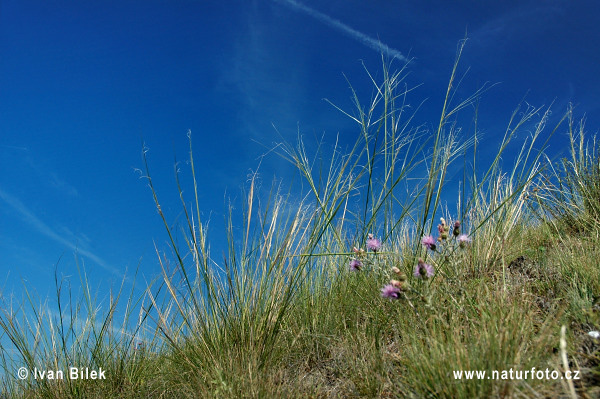 Stipa capillata