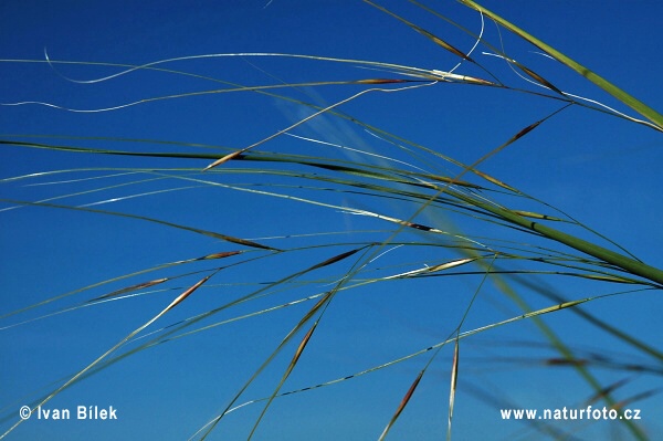 Stipa capillata