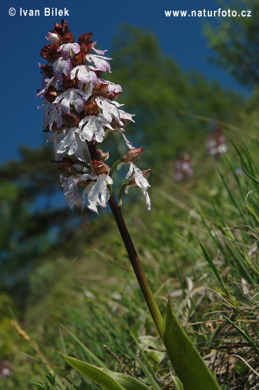 Storczyk purpurowy