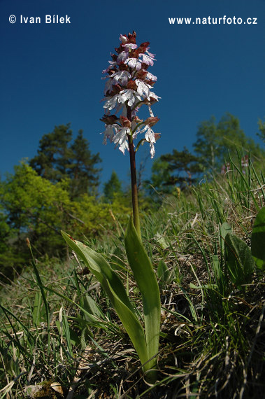 Storczyk purpurowy