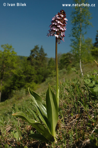 Storczyk purpurowy