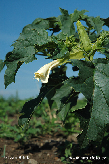 Stramoine commune - Datura stramoine - Pomme-épineuse