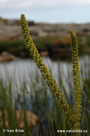 Strand-trehage