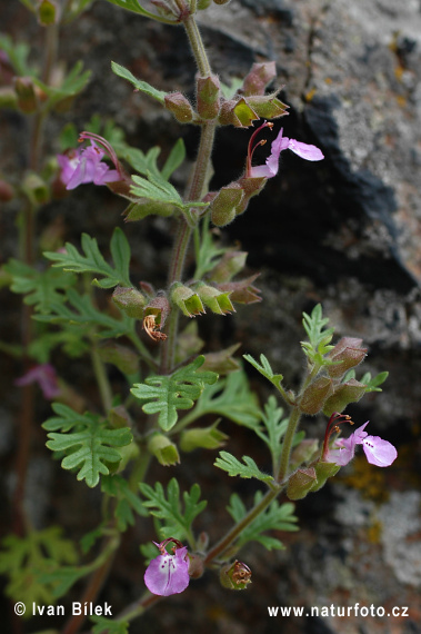 Teucrium botrys