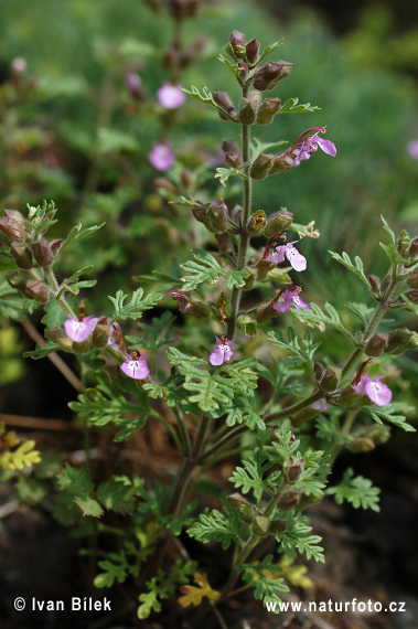 Teucrium botrys