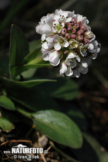 Thlaspi caerulescens