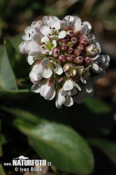 Thlaspi caerulescens