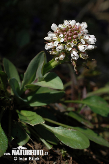 Thlaspi caerulescens