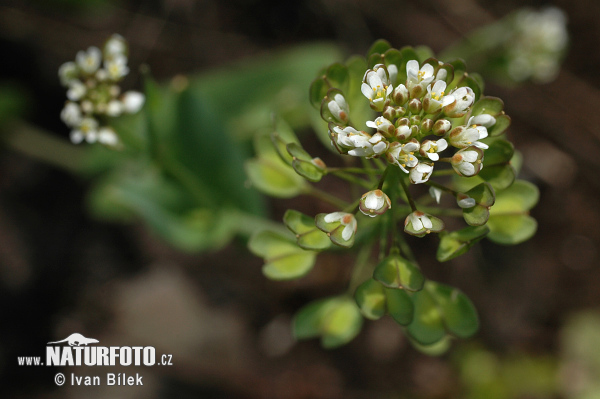 Thlaspi perfoliatum