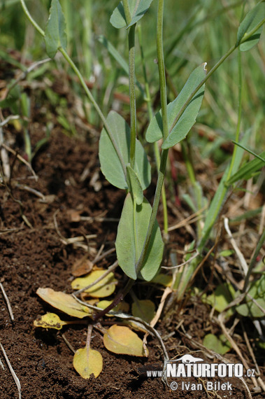 Thlaspi perfoliatum