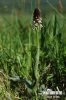 Aangebrande orchis