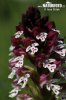 Aangebrande orchis