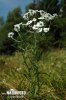 Achillea ptarmica