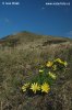 Adonis vernalis