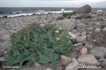 Almindelig Strandkål