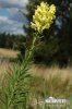 Almindelig torskemund - Gul torskemund - Hørbladet torskemund