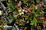 Alpine Bearberry