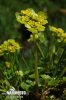 Alternate-leaved Golden Saxifrage