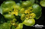 Alternate-leaved Golden Saxifrage