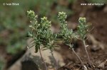 Alyssum alyssoides