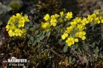 Alyssum montanum subsp. montanum