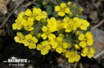 Alyssum montanum subsp. montanum