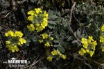 Alyssum montanum subsp. montanum